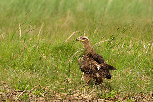 Steppenadler (Aquila nipalensis)