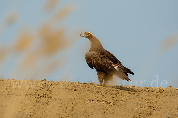 Steppenadler (Aquila nipalensis)