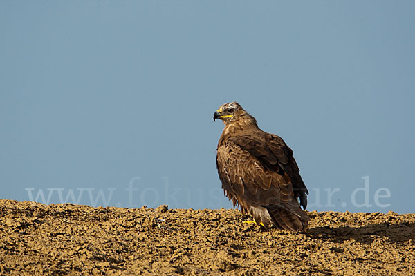 Steppenadler (Aquila nipalensis)