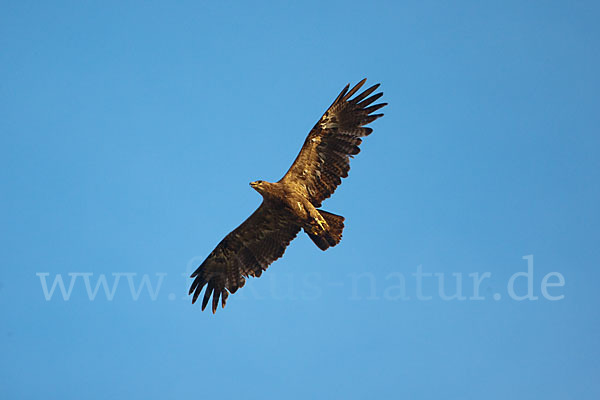 Steppenadler (Aquila nipalensis)