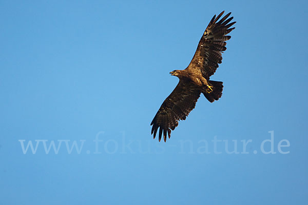 Steppenadler (Aquila nipalensis)