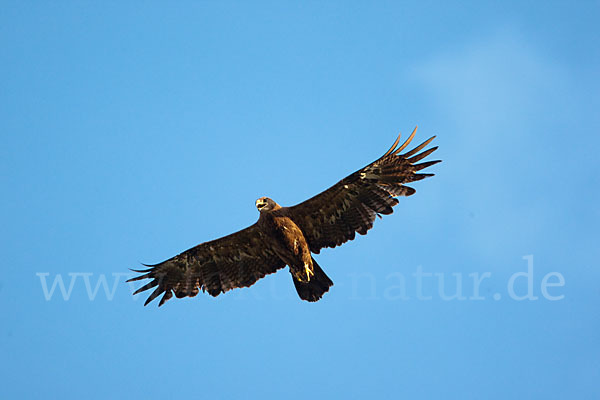 Steppenadler (Aquila nipalensis)