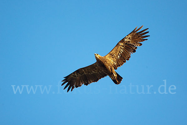 Steppenadler (Aquila nipalensis)