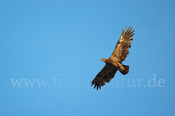 Steppenadler (Aquila nipalensis)