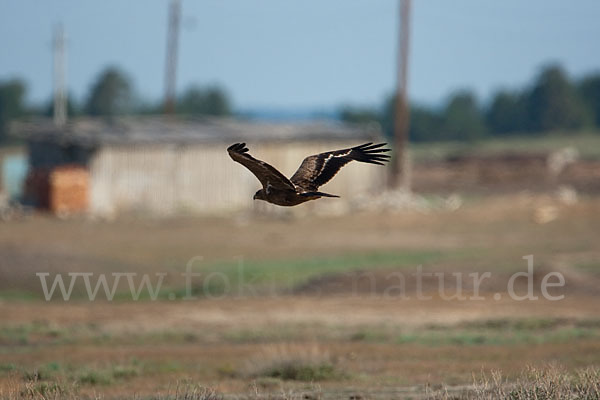 Steppenadler (Aquila nipalensis)