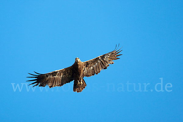 Steppenadler (Aquila nipalensis)