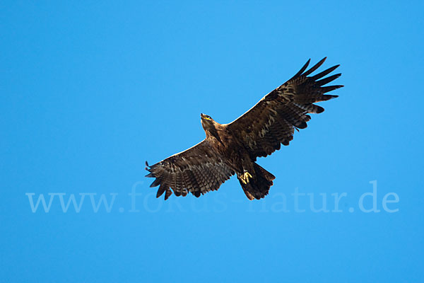 Steppenadler (Aquila nipalensis)