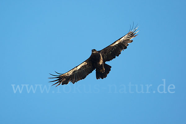 Steppenadler (Aquila nipalensis)