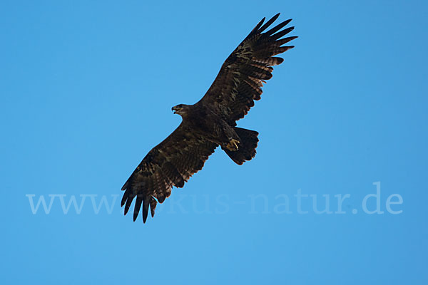 Steppenadler (Aquila nipalensis)