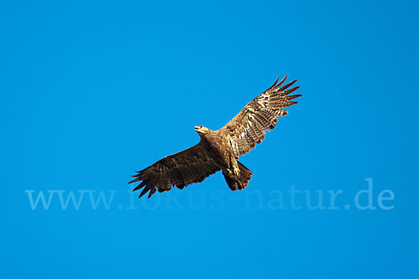 Steppenadler (Aquila nipalensis)