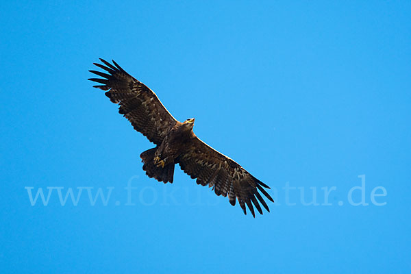 Steppenadler (Aquila nipalensis)