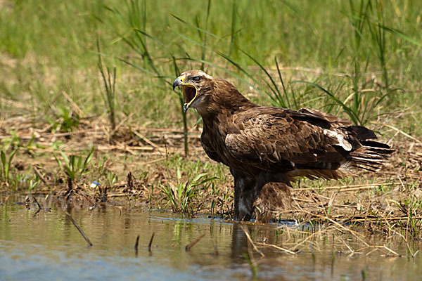 Steppenadler (Aquila nipalensis)