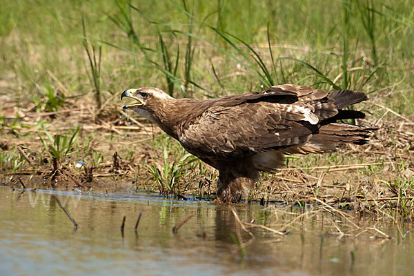 Steppenadler (Aquila nipalensis)