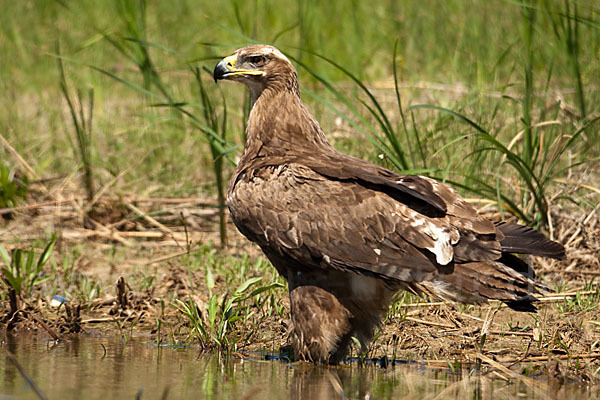 Steppenadler (Aquila nipalensis)