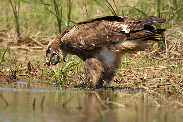 Steppenadler (Aquila nipalensis)