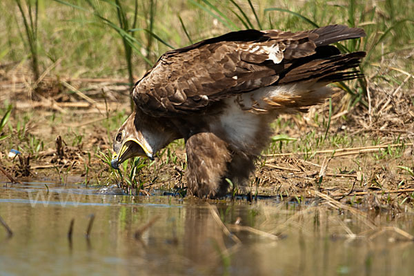 Steppenadler (Aquila nipalensis)