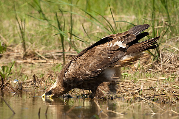 Steppenadler (Aquila nipalensis)