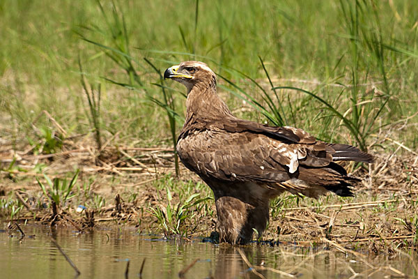 Steppenadler (Aquila nipalensis)