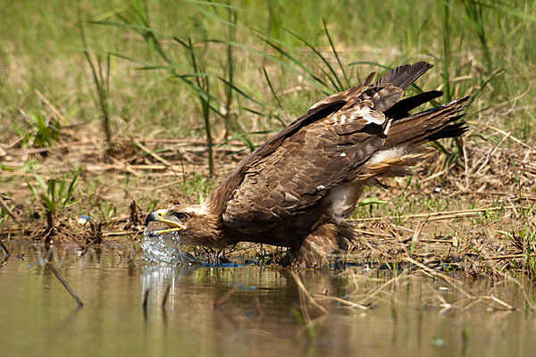 Steppenadler (Aquila nipalensis)