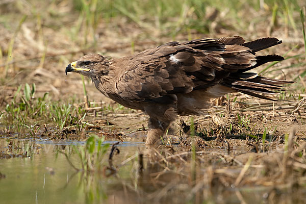 Steppenadler (Aquila nipalensis)