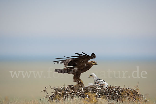 Steppenadler (Aquila nipalensis)