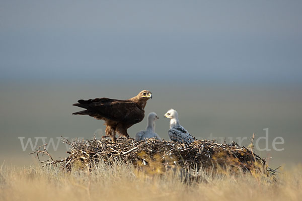 Steppenadler (Aquila nipalensis)