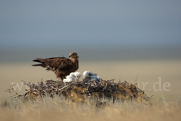 Steppenadler (Aquila nipalensis)