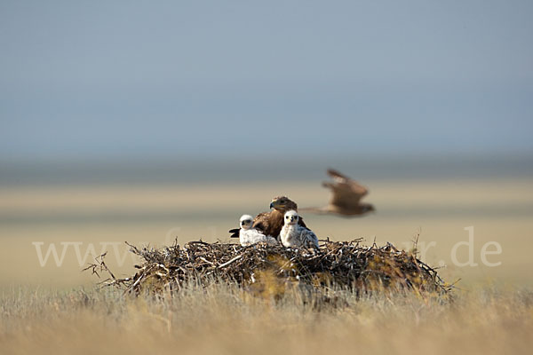 Steppenadler (Aquila nipalensis)