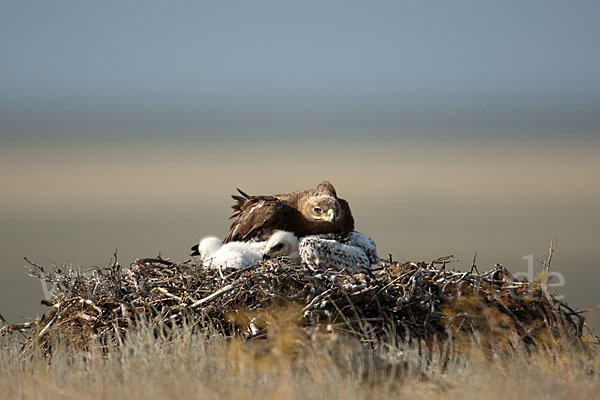 Steppenadler (Aquila nipalensis)