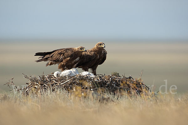 Steppenadler (Aquila nipalensis)