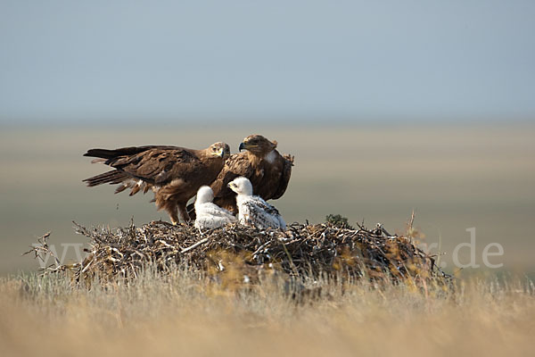 Steppenadler (Aquila nipalensis)