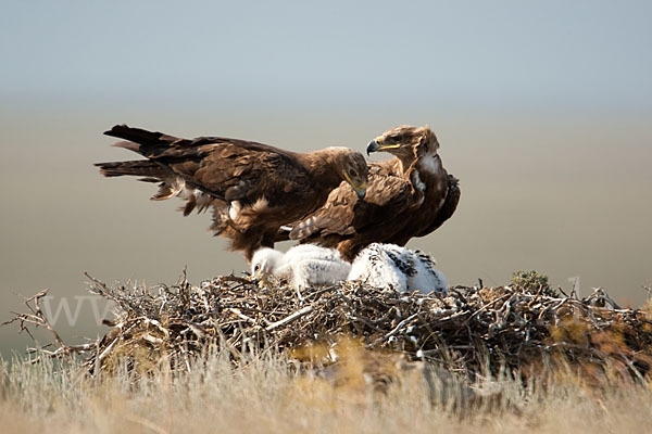 Steppenadler (Aquila nipalensis)