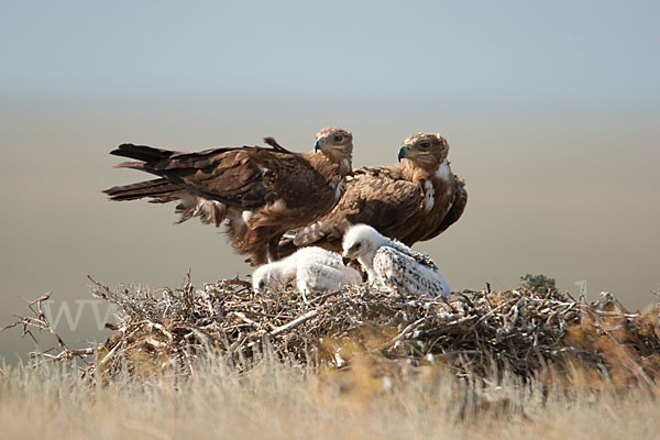 Steppenadler (Aquila nipalensis)