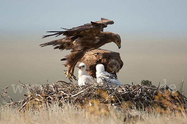 Steppenadler (Aquila nipalensis)