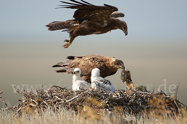 Steppenadler (Aquila nipalensis)