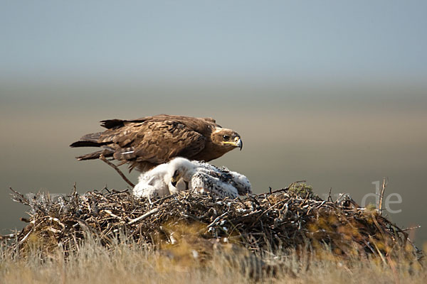 Steppenadler (Aquila nipalensis)