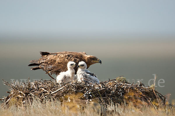 Steppenadler (Aquila nipalensis)