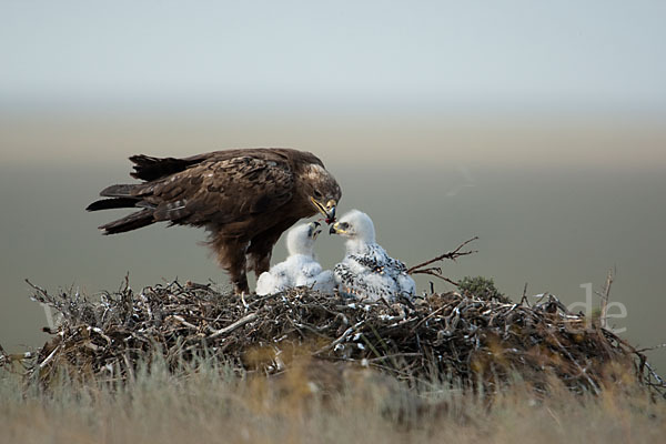 Steppenadler (Aquila nipalensis)