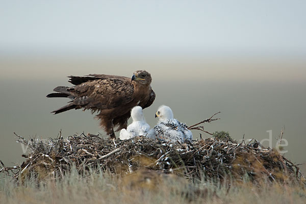 Steppenadler (Aquila nipalensis)