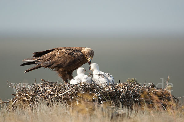 Steppenadler (Aquila nipalensis)