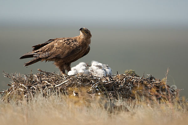 Steppenadler (Aquila nipalensis)