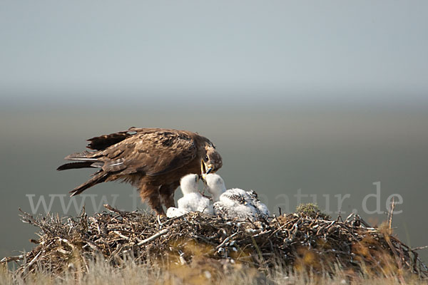 Steppenadler (Aquila nipalensis)