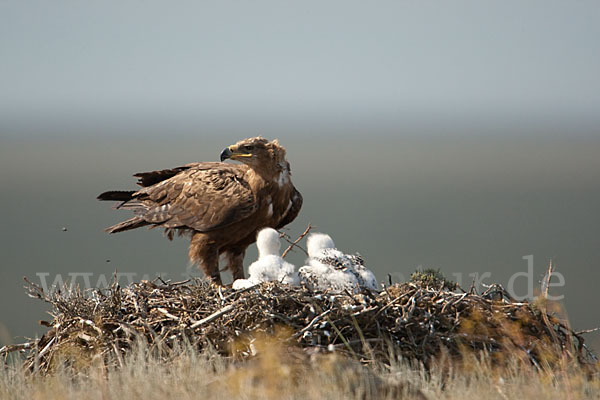 Steppenadler (Aquila nipalensis)