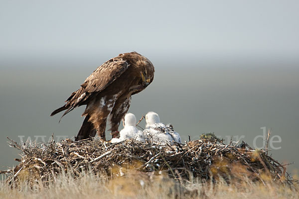 Steppenadler (Aquila nipalensis)