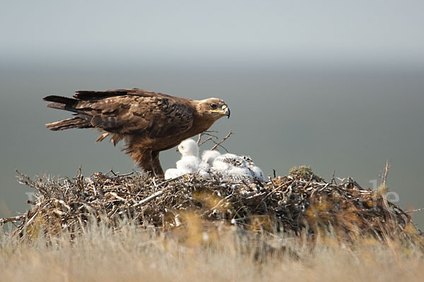 Steppenadler (Aquila nipalensis)