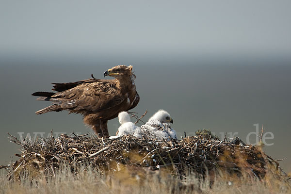 Steppenadler (Aquila nipalensis)