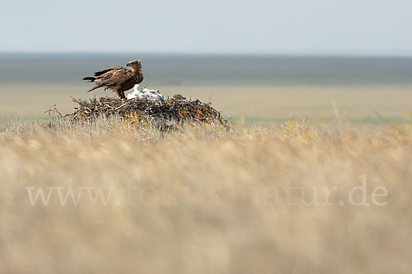 Steppenadler (Aquila nipalensis)