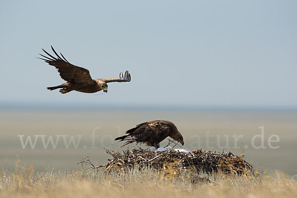 Steppenadler (Aquila nipalensis)