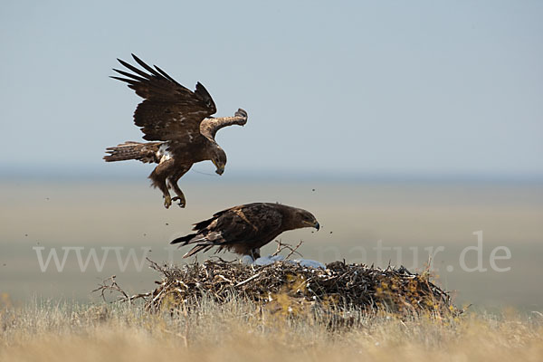 Steppenadler (Aquila nipalensis)