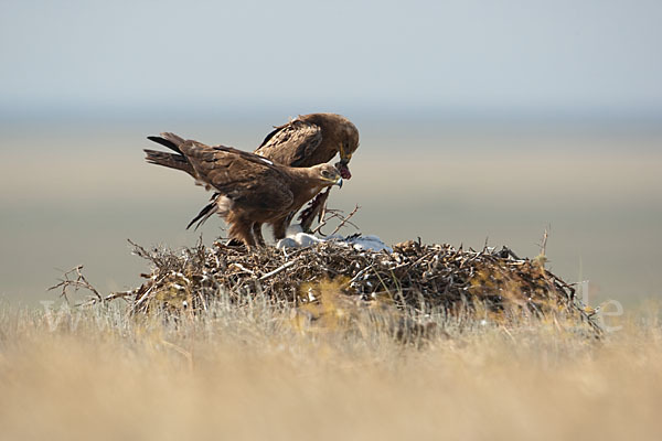 Steppenadler (Aquila nipalensis)